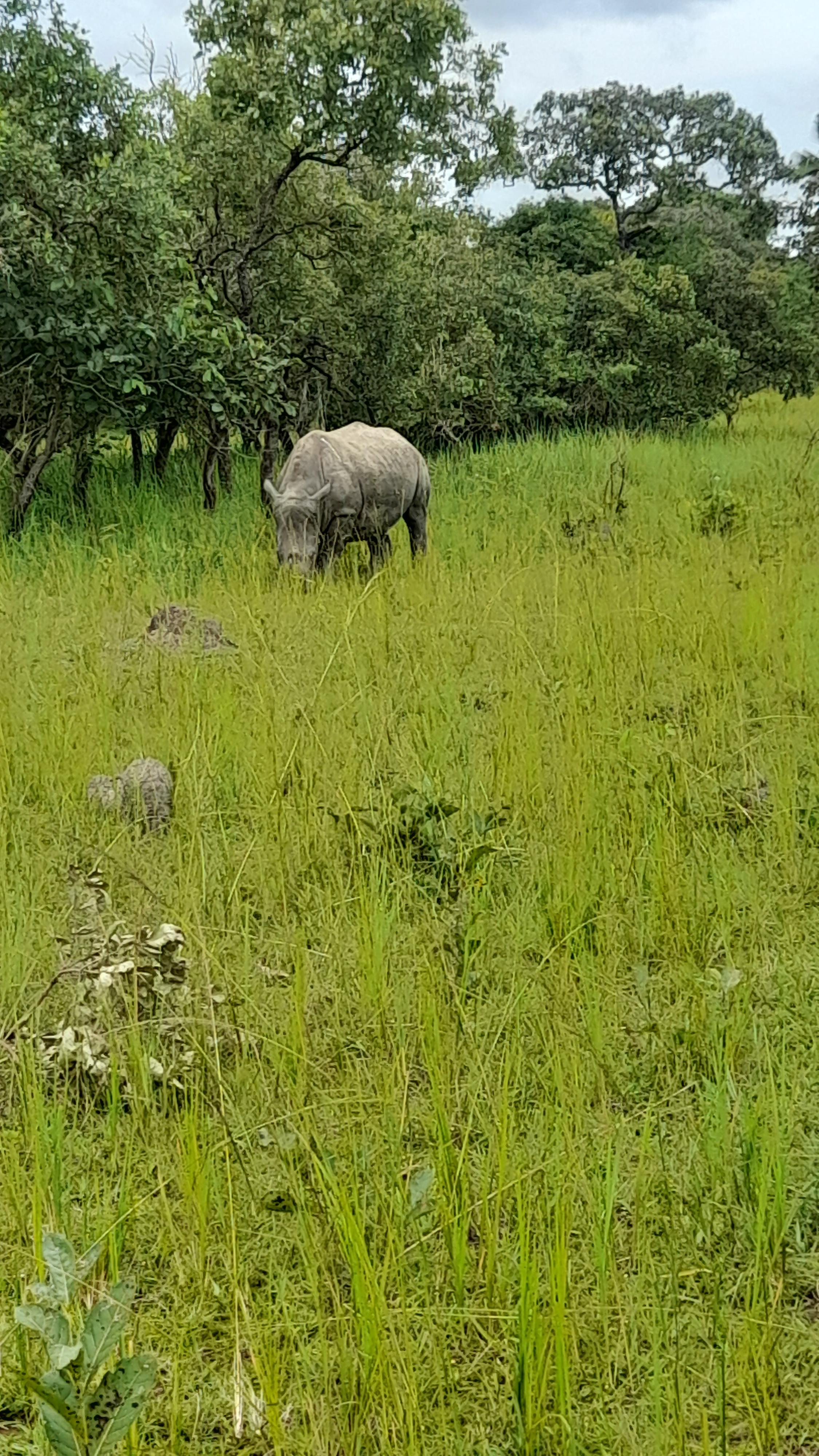 On Foot Rhino Trekking Tour at Ziwa Rhino Sanctuary & Wildlife ...