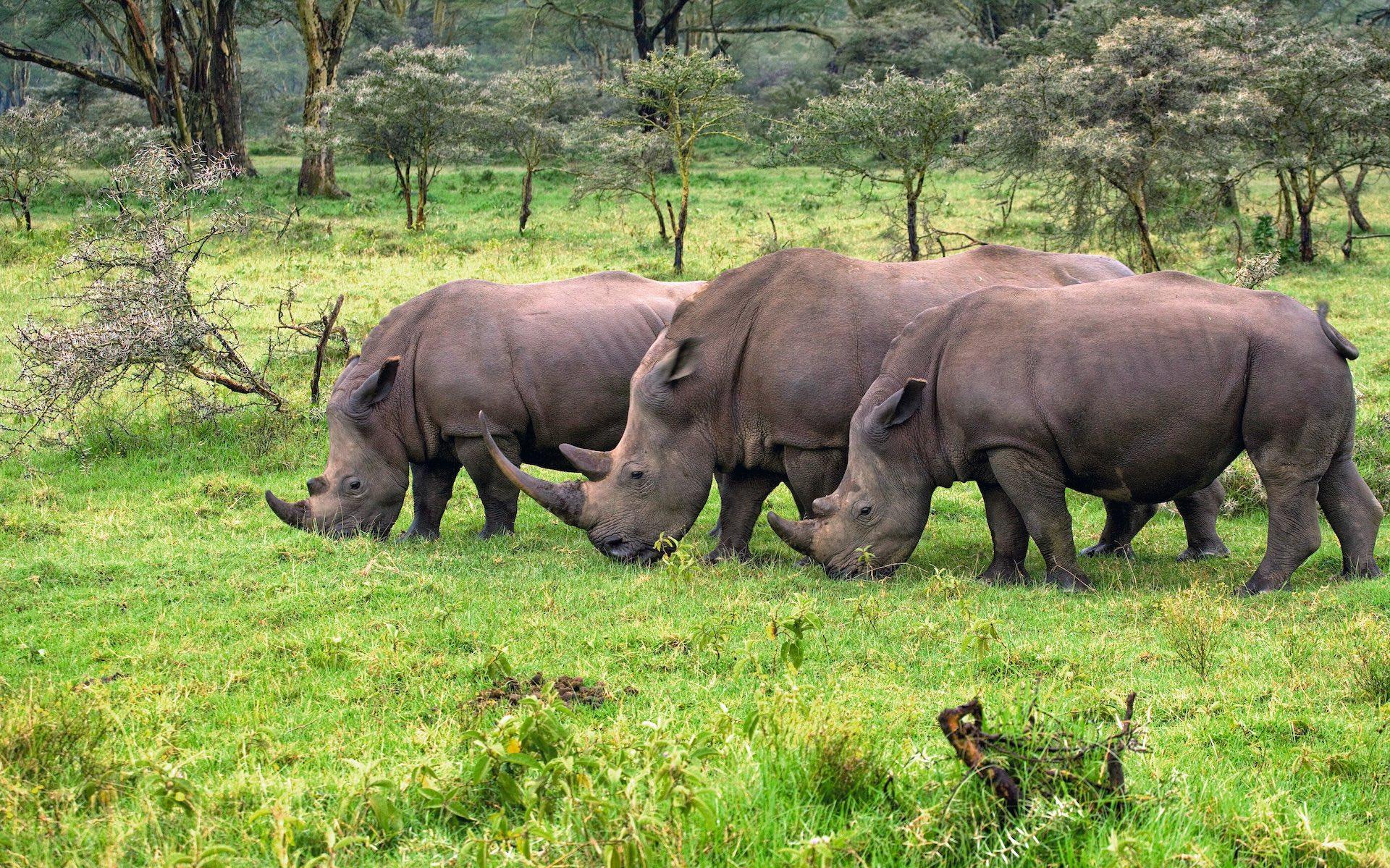 Where the Wild Things Roam: The Great Migration and Tanzania's ...