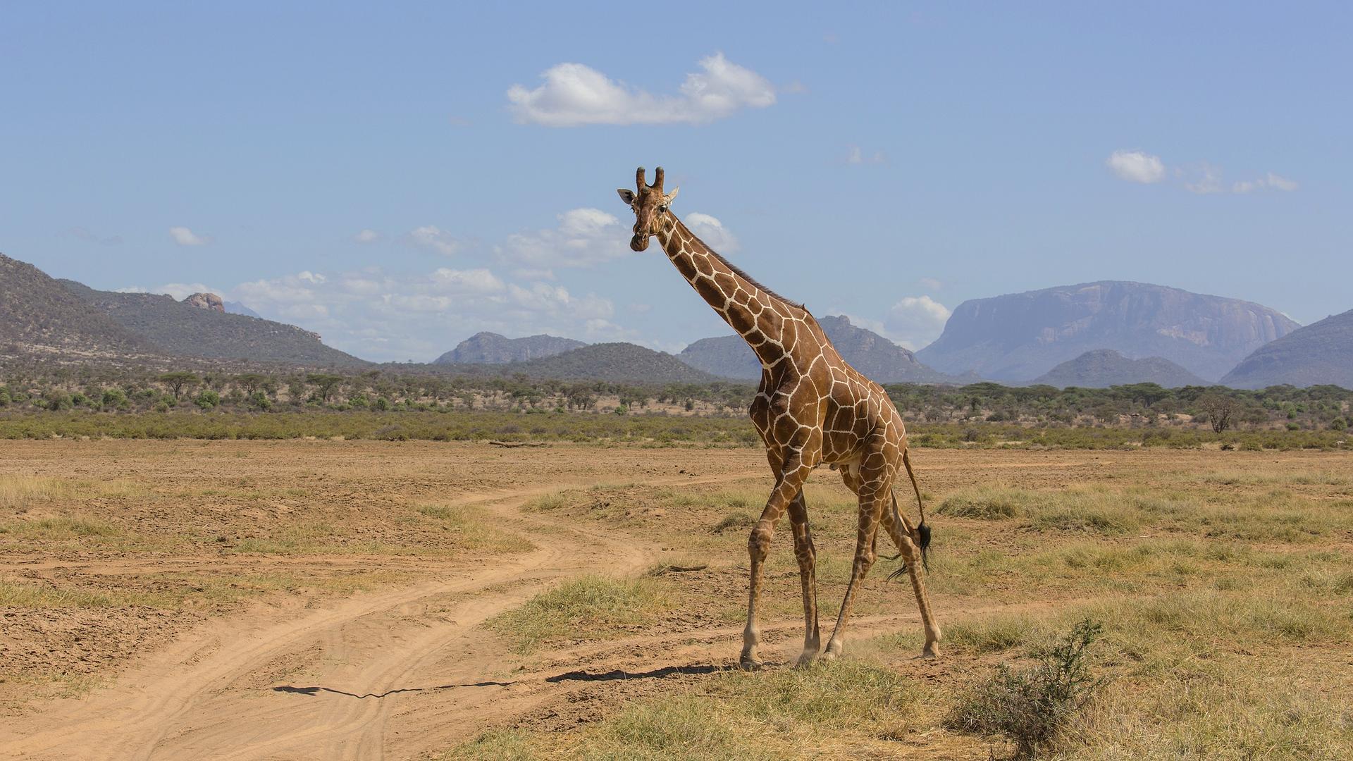 BIRDS & WILDLIFE OF KENYA 2024