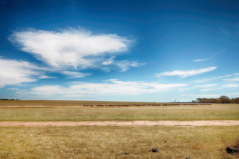 pecore al pascolo, sud del western australia