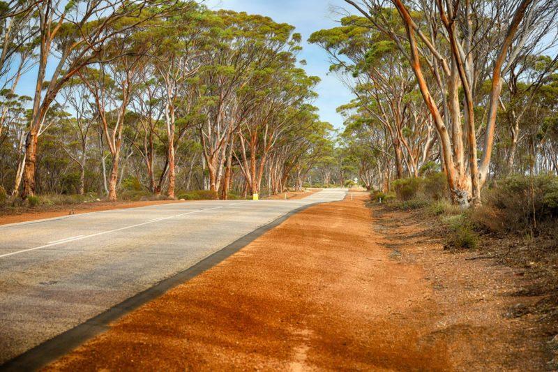 gum trees road, sud del western australia