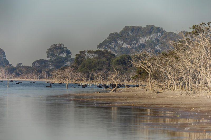 cigni e spatole al Windabout lake
