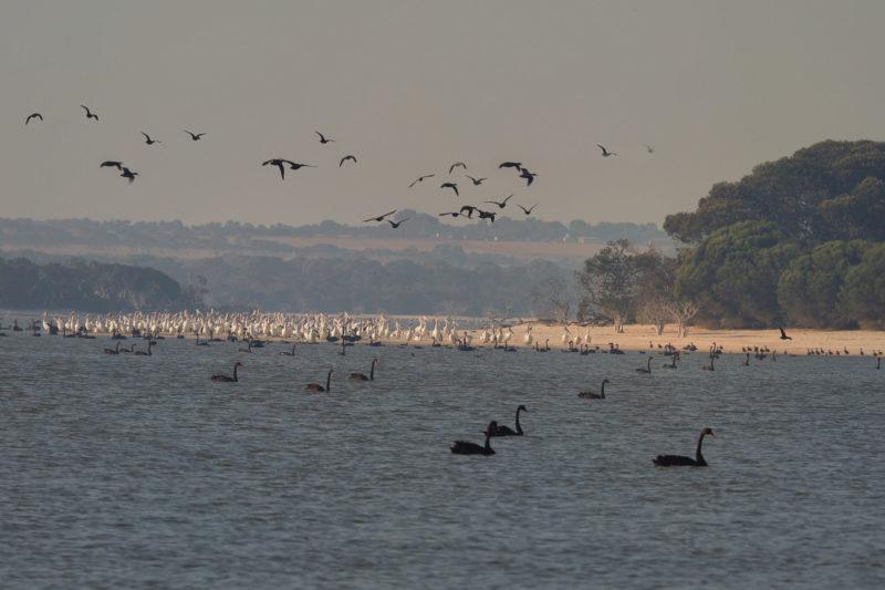 animali al Windabout lake, sud del western australia