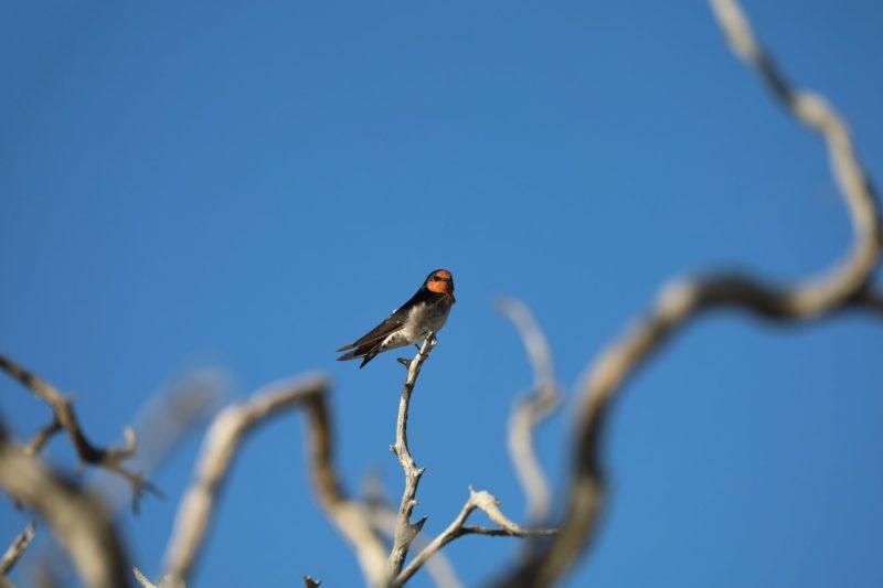 uccellino al windabout lake