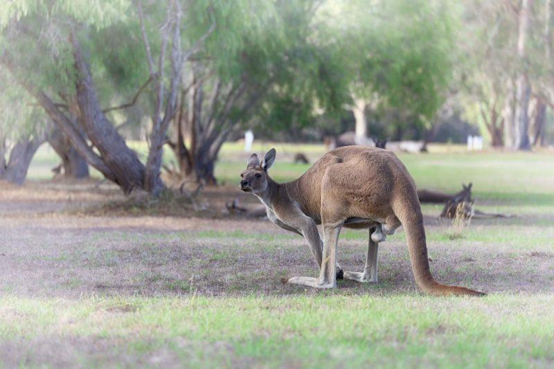 canguro al campeggio del Kalgan Caravan park