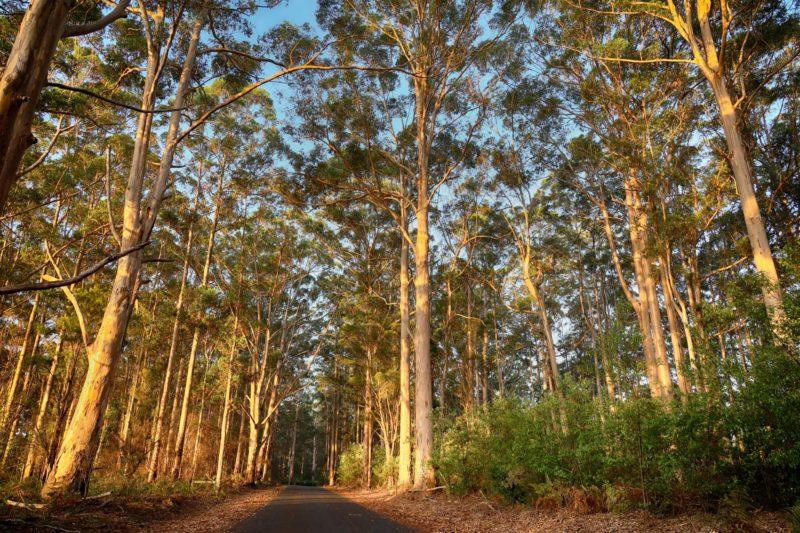 pemberton al sud del western australia
