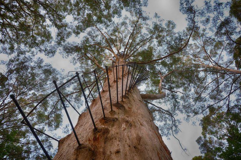 bicentennial tree Dave Evans