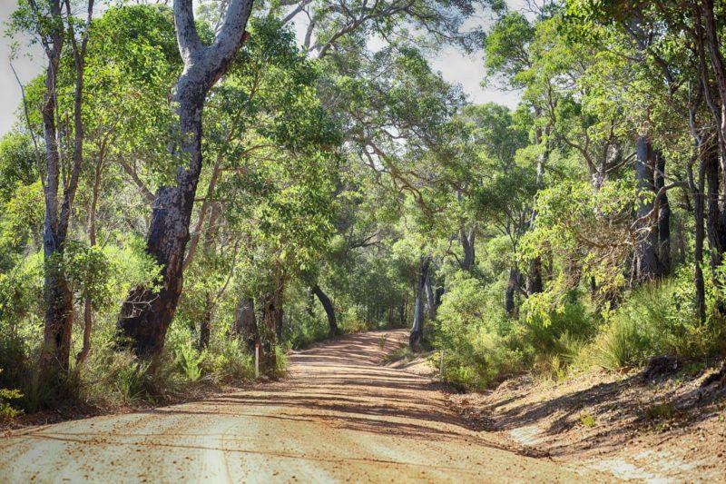 strade fra i boschi al sud del western australia