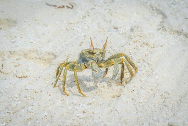 Kreuzfahrt Indischer Ozean MS Europa 2