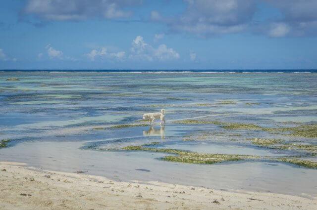 Kreuzfahrt Indischer Ozean MS Europa 2