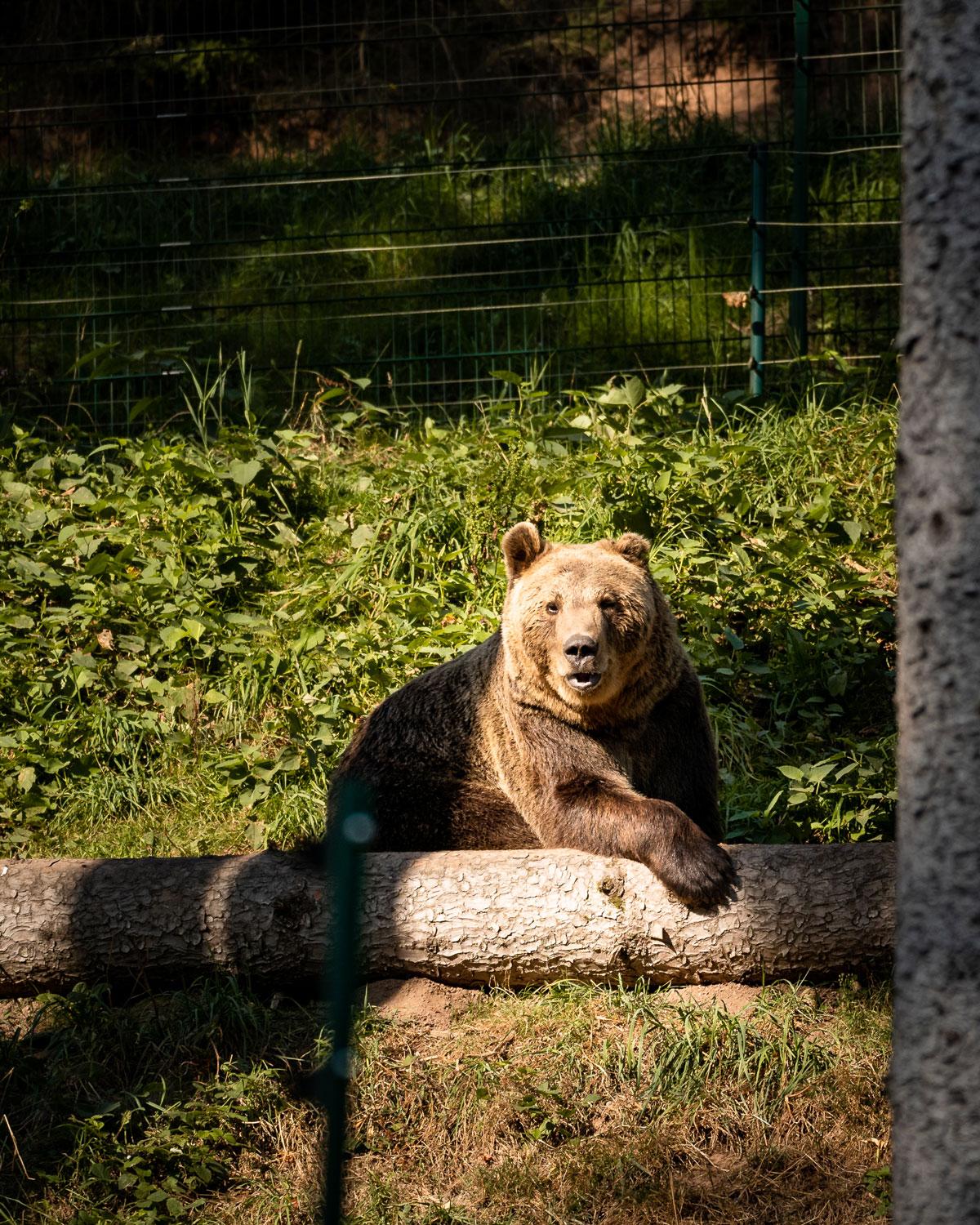 Alternativer Wolf &Amp; Bärenpark Schwarzwald