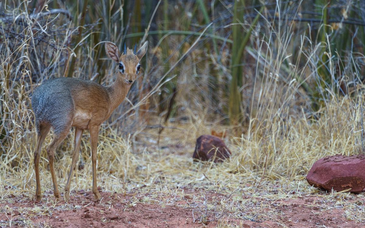 Waterberg Plateau Rhino Drive Steinbock