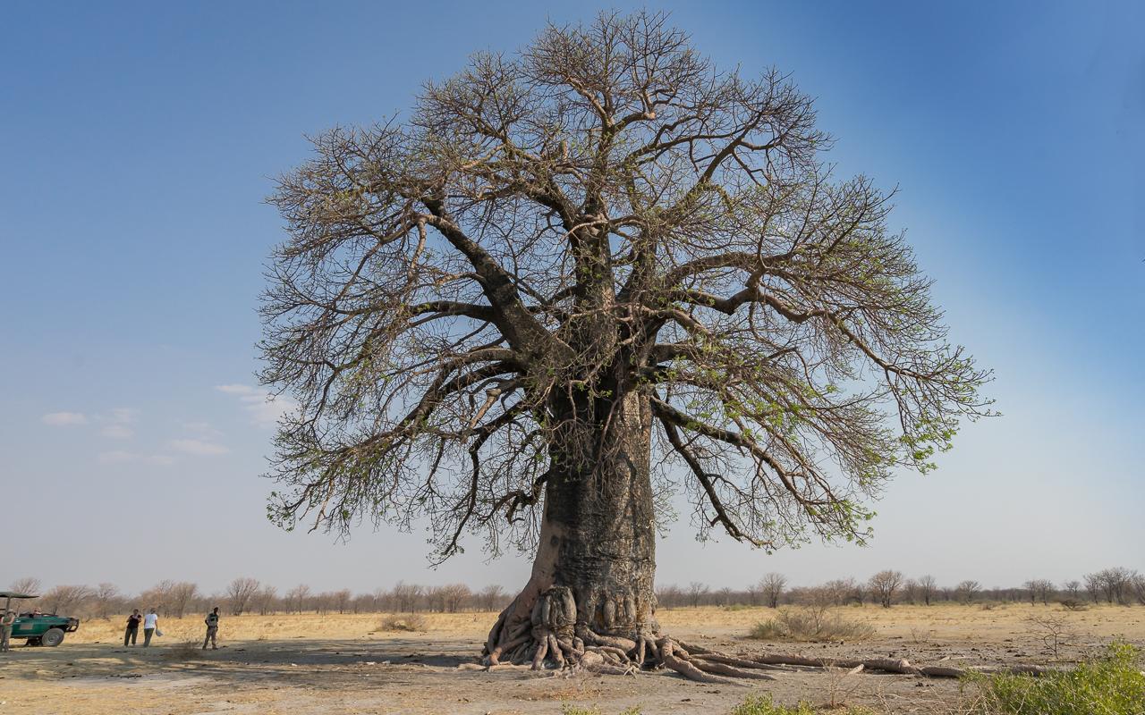 gweta-ntwewe-pan-baobab-botswana