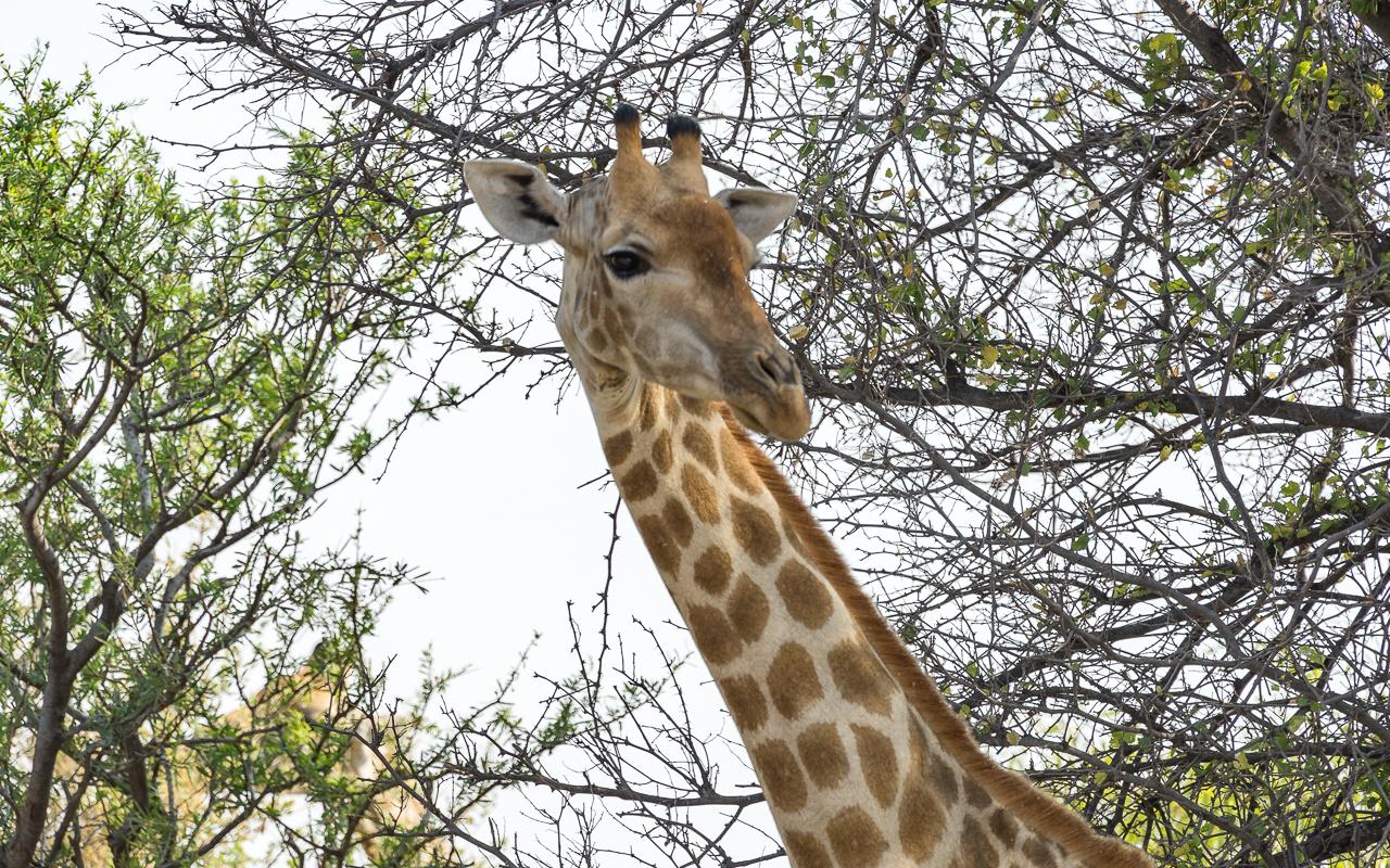 haina-lodge-ckgr-botswana-giraffe